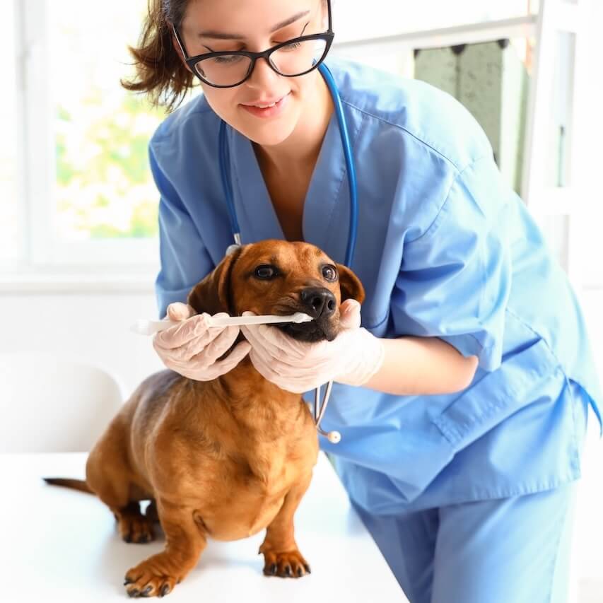 Dental Emphasis