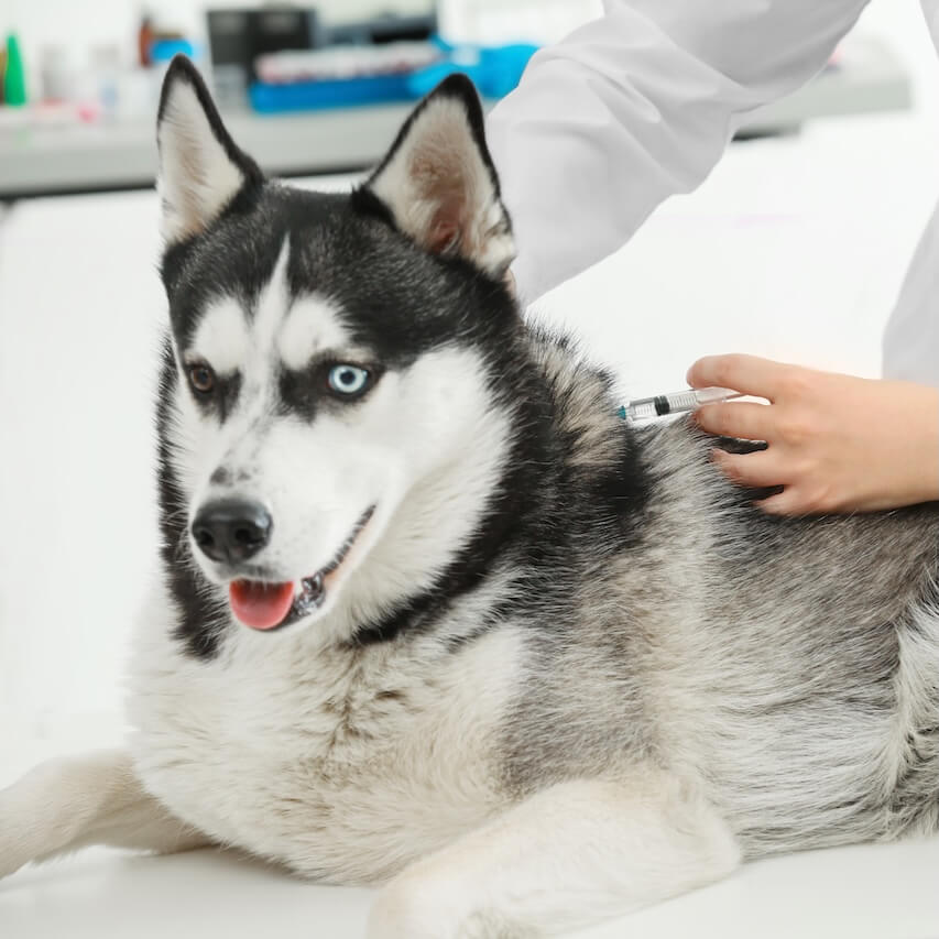 General Practice