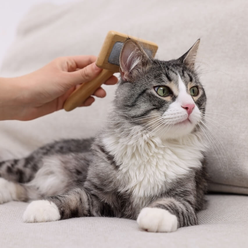 Grooming