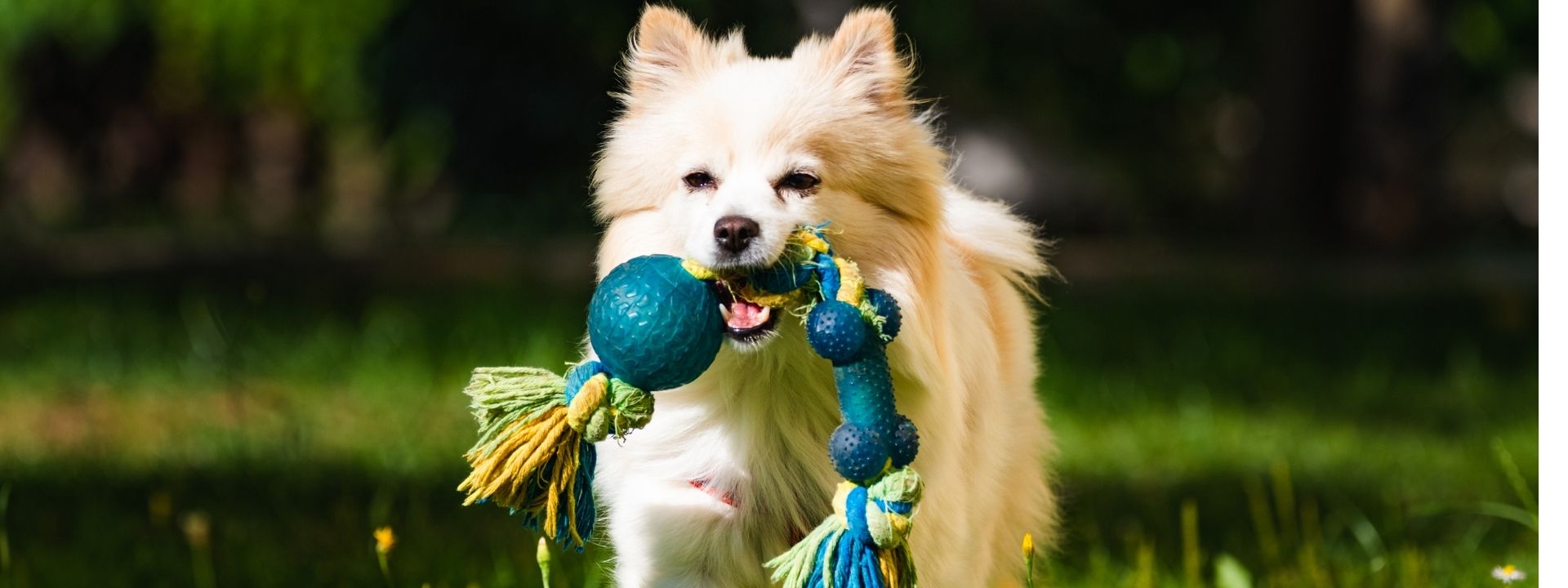 pom with toy
