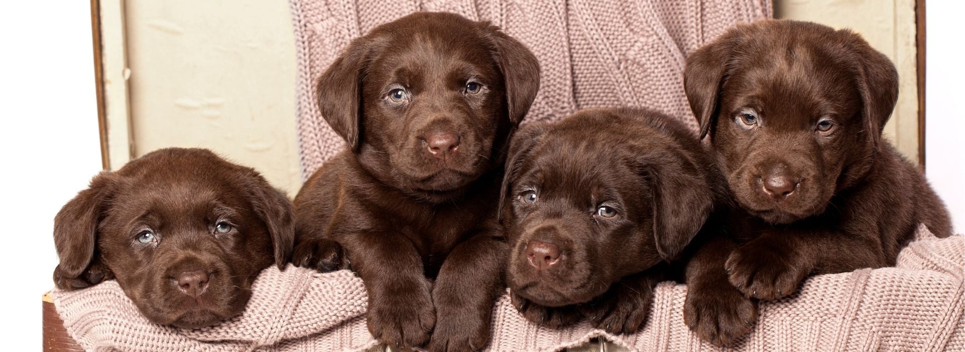 Lab Puppies 