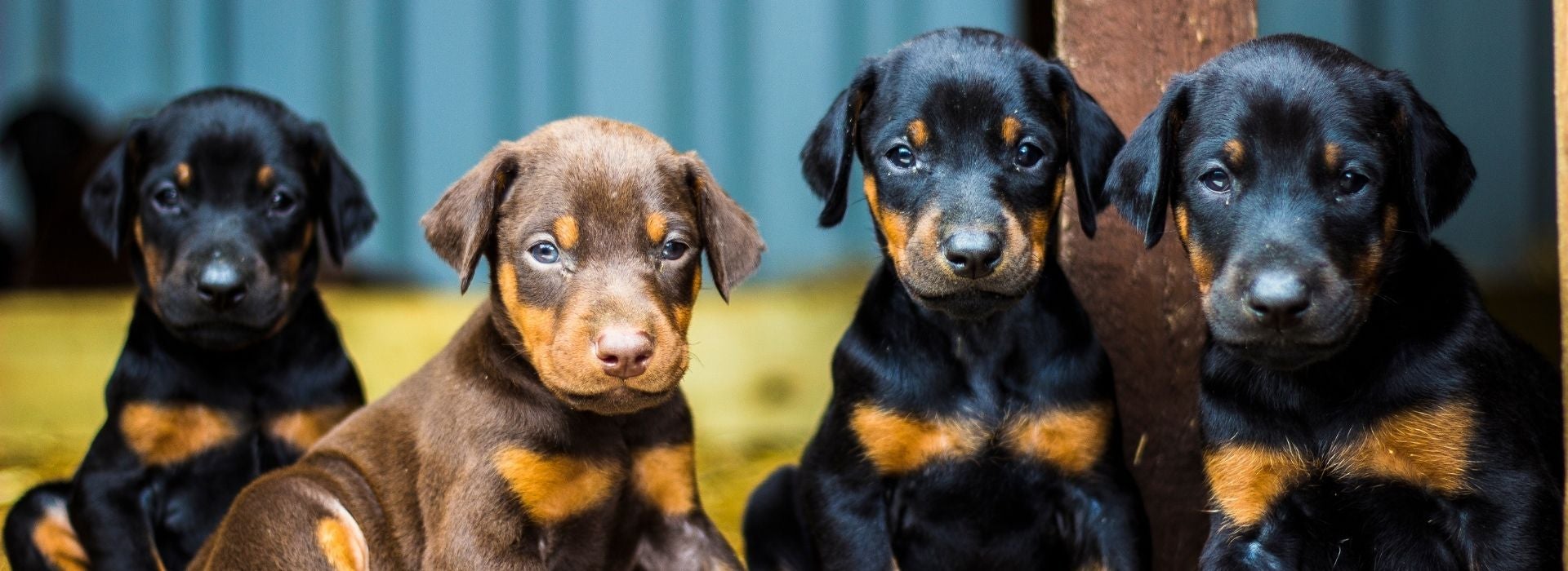 Rotti Puppies 