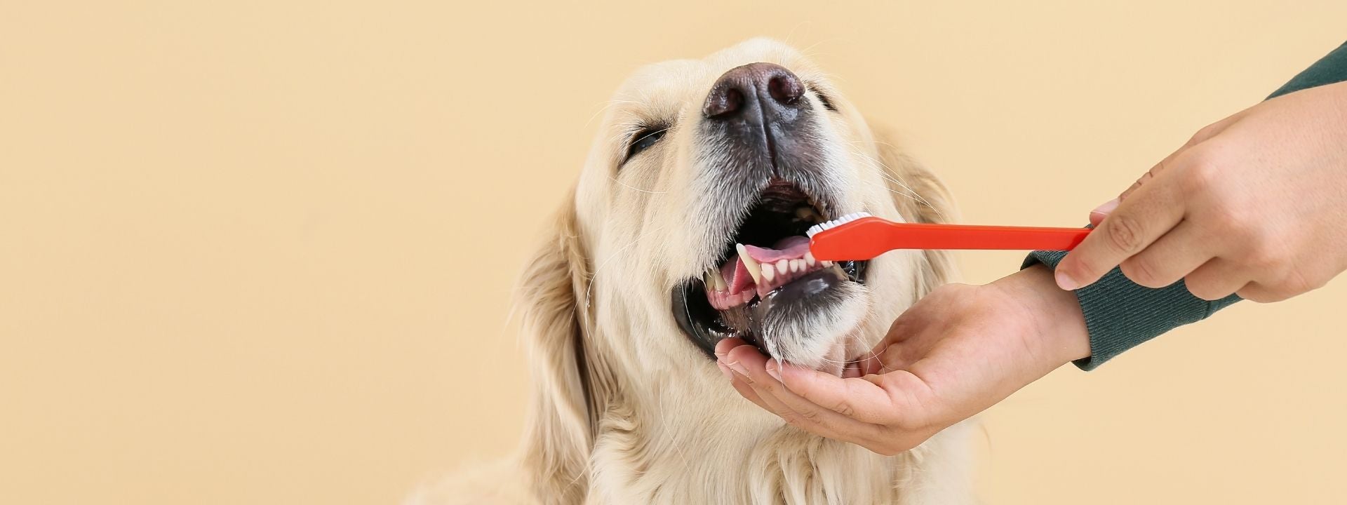 Dog Dental 