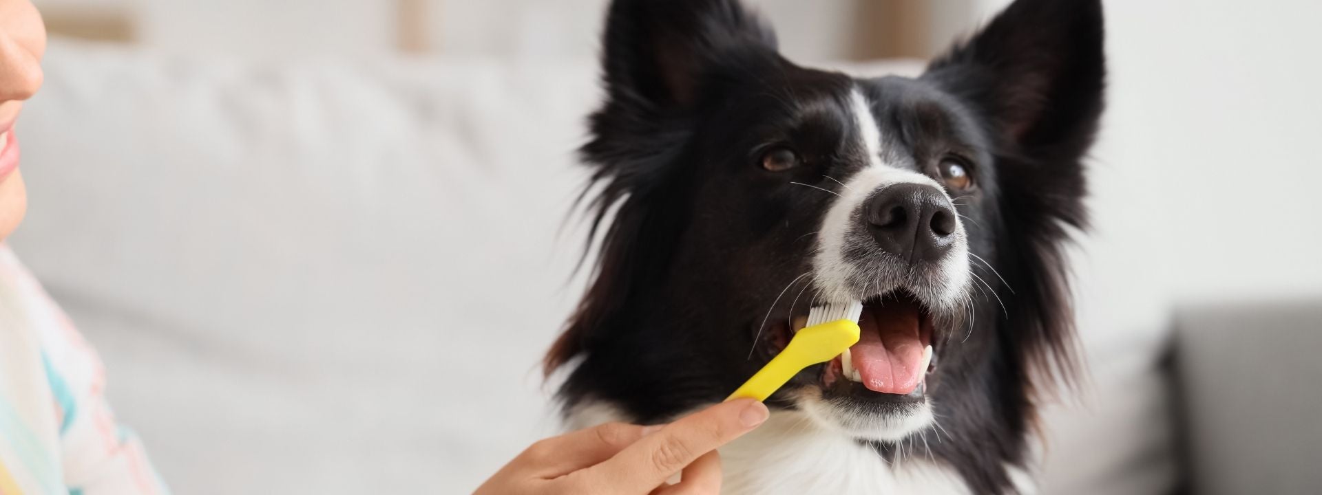 Dog Teeth Brushing 