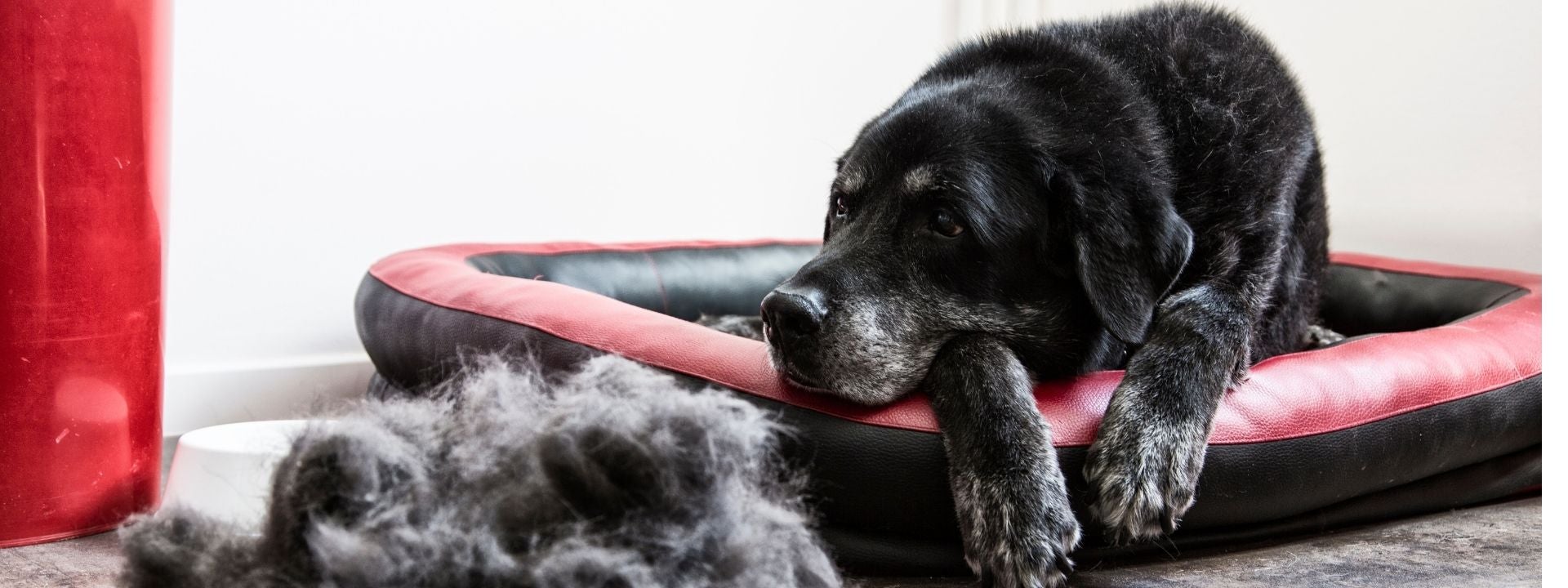Seasonal Shedding Support: Coat Care Tips for Pets in Layton