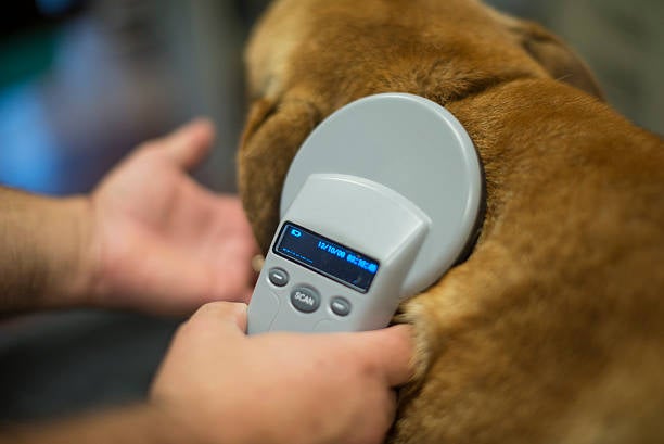 dog scanning 