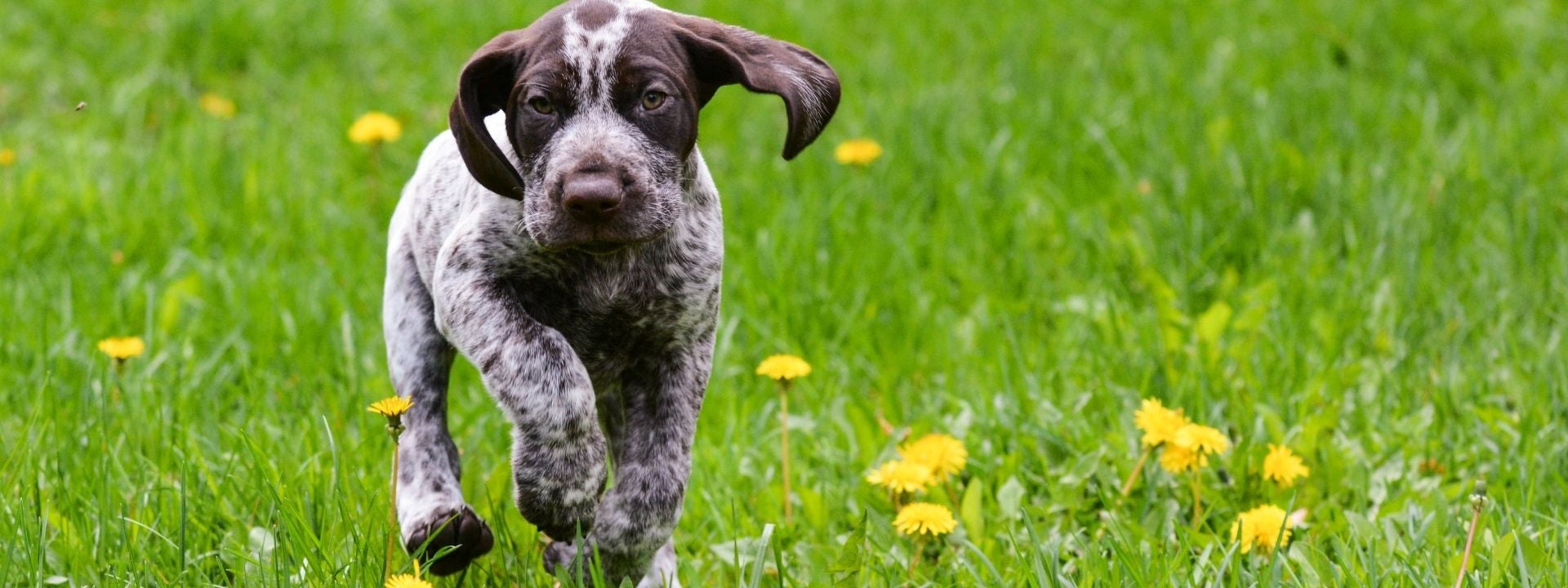 puppy