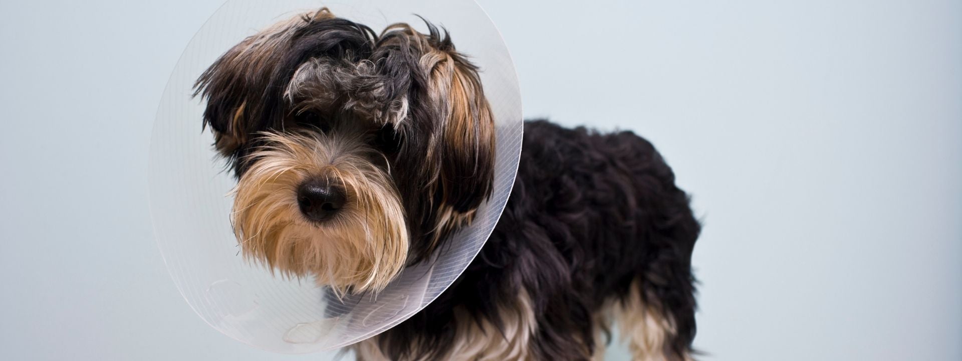 dog in cone