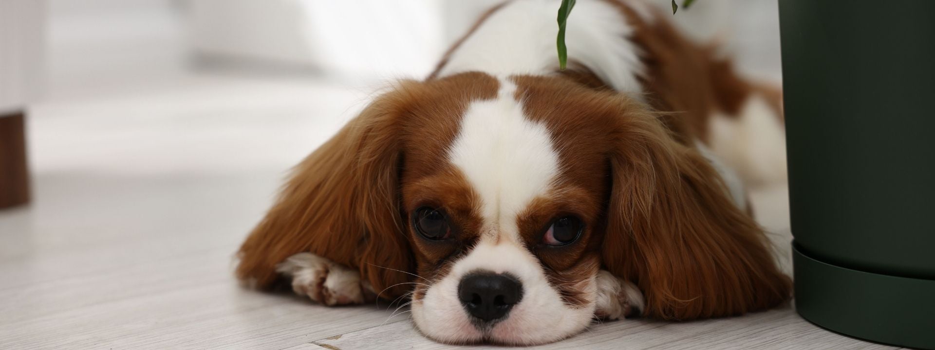 sad dog 