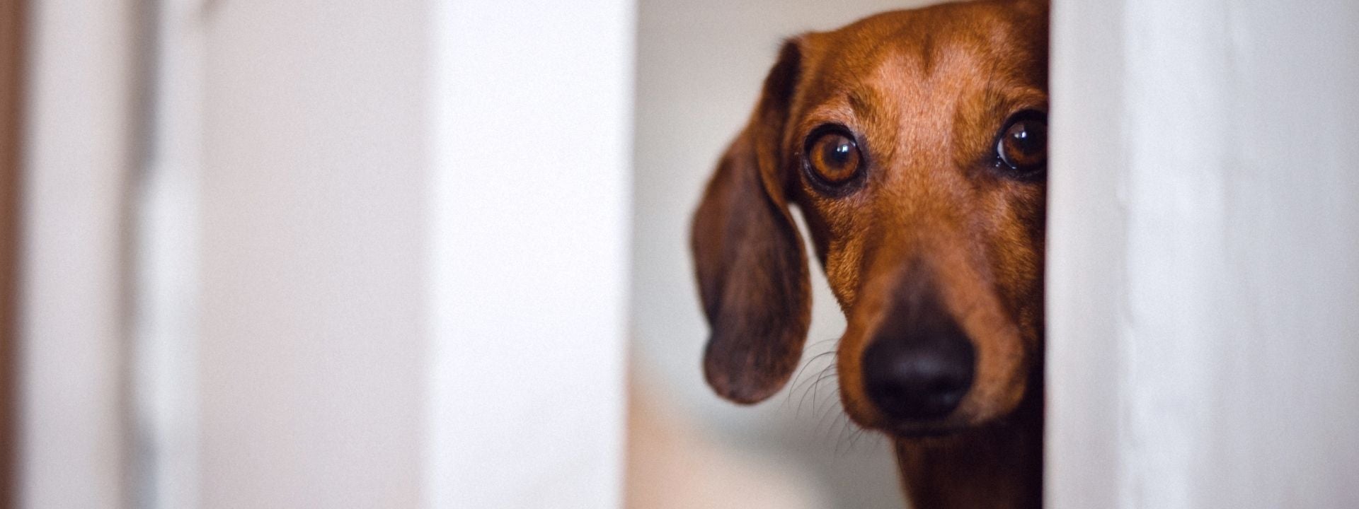 Dog Hiding 