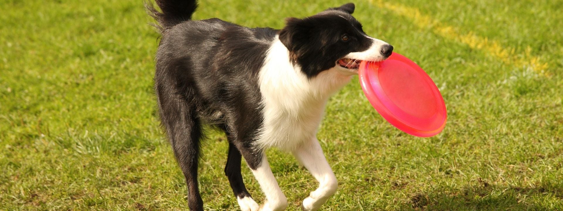 Dog with frisbee