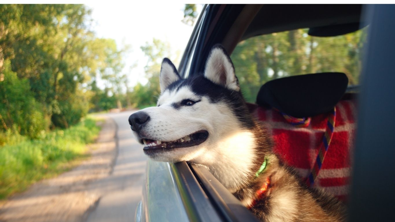 Summer Road Trips with Your Dog or Cat: 10 Ways to Make Travel Safer and More Enjoyable