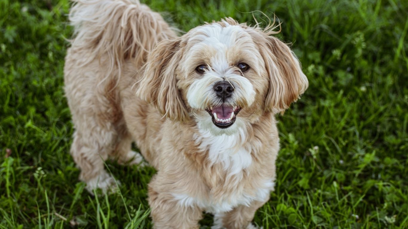 Why One Routine Visit Can Change the Course of Pet Health