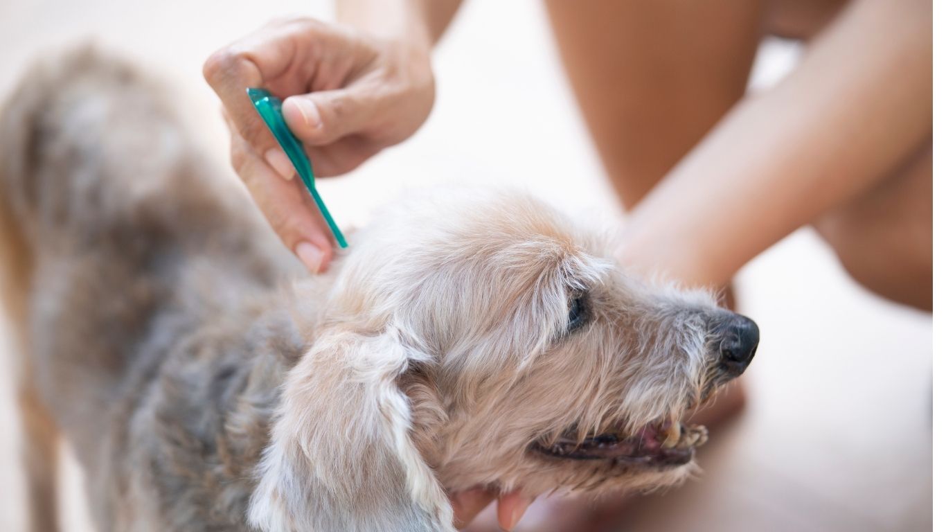 Dog topical flea 