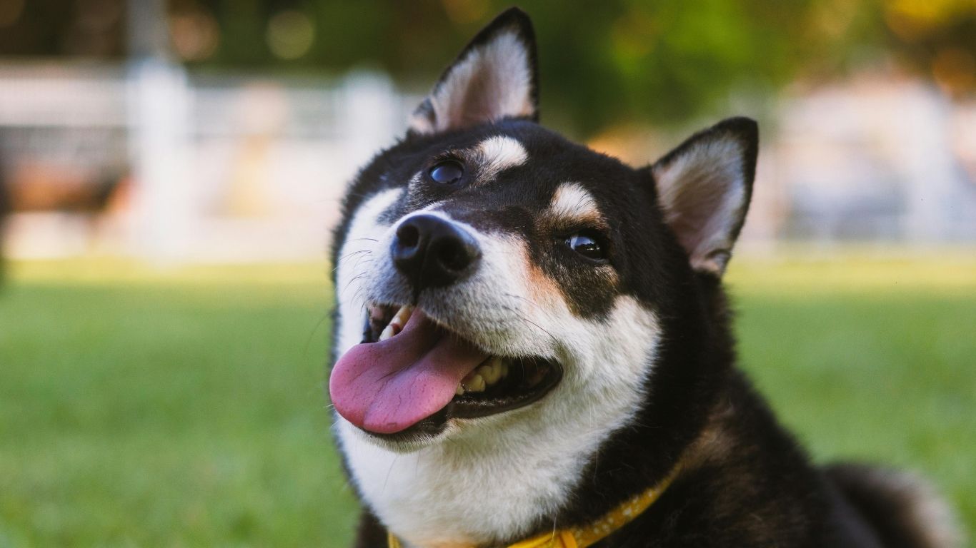 Shiba