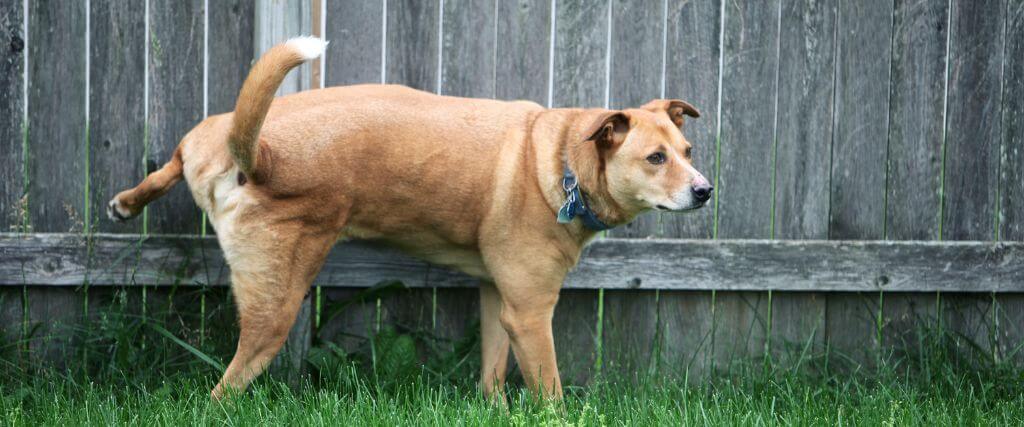 Dog outside peeing on fence. Symptoms of Bladder stones in dogs