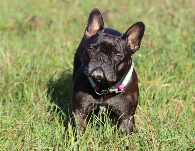 What to Feed a Dog with Diarrhea: A Compassionate Guide from Canyon View Cares Veterinary Hospital