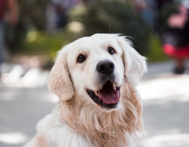 How Often Should Dogs and Cats Have Their Teeth Cleaned?