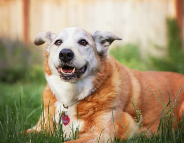 Nutrition & Joint Health: Helping Senior Pets Stay Mobile and Comfortable
