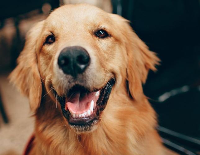 A Pet Owner’s Guide to Household Food Dangers in Layton