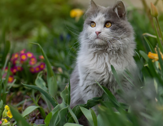 Is Your Garden a Safe Haven for Your Pets? Let’s Make Sure