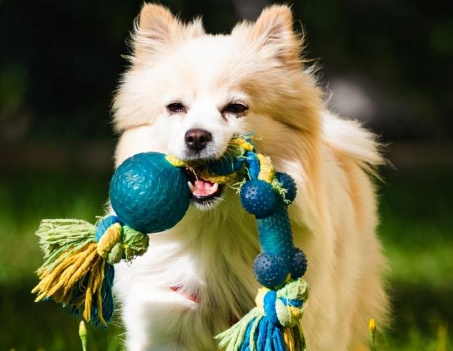 Beyond the Bark: Why Chew Toy Safety Matters More Than You Think