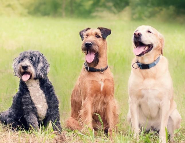 How to Prevent Kennel Cough for Boarding Dogs in Layton