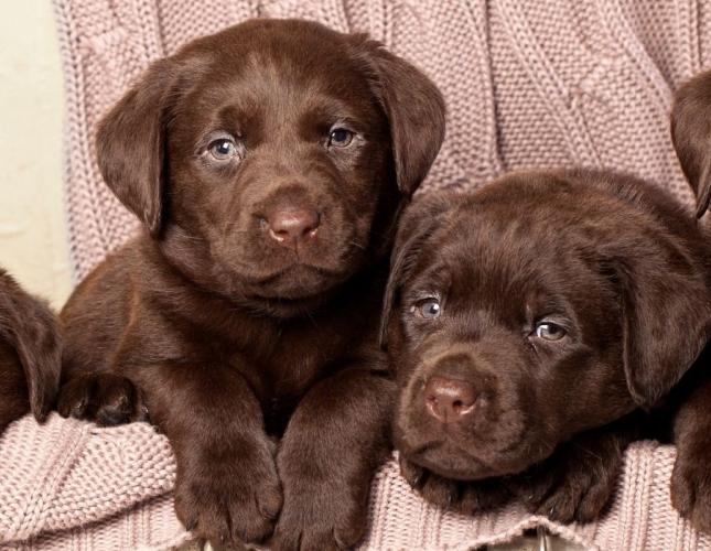 Your Puppy’s Vaccination Guide