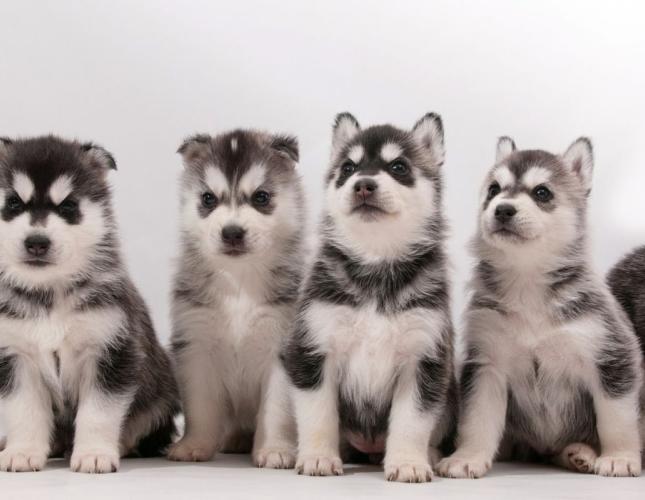 When Parvo Risk Is Highest and Why Timing Matters for Dogs