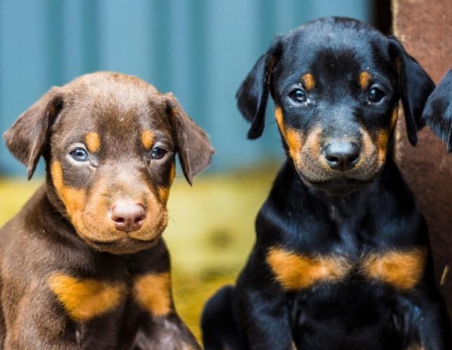 Parvovirus in Dogs: What Layton Pet Owners Need to Know