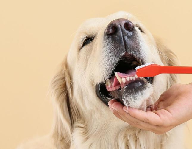 More Than Just Bad Breath: The Hidden Signs of Dental Disease in Layton