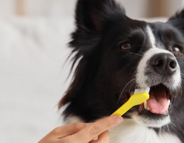 Dental Care That Supports a Lifetime of Health