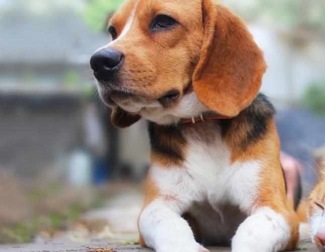 Why Utah Pets Often Develop Seasonal Allergies