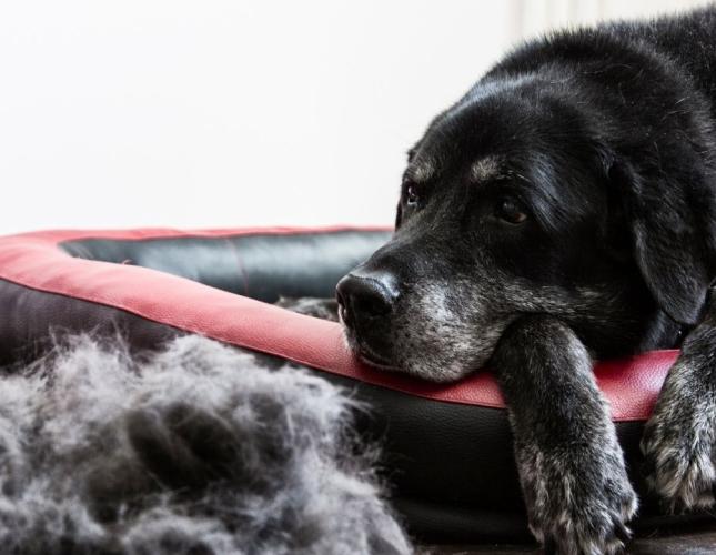 Seasonal Shedding Support: Coat Care Tips for Pets in Layton