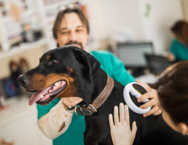 Before the Big Adventures Begin: When to Microchip Your Puppy or Kitten