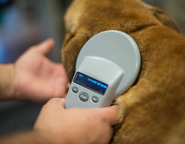 From Appointment to Assurance: How Microchipping Works for Your Pet