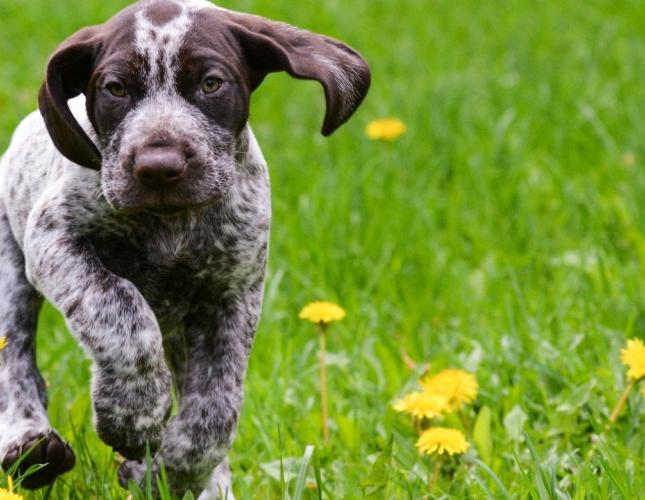 How Spaying and Neutering Helps Keep Pets Safe During Outdoor Adventures