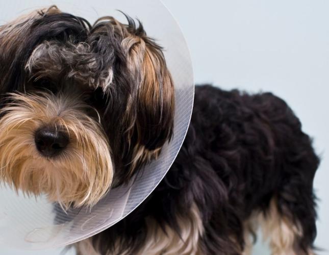 Open Doors, Busy Streets, and Curious Pets: How Spaying and Neutering Can Reduce Outdoor Risks