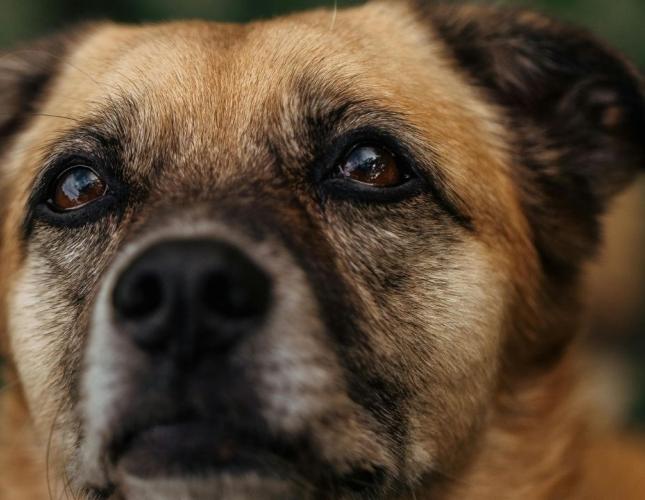 Loud Summer Nights? How to Help Your Pet Feel Safe During Fireworks and Thunderstorms