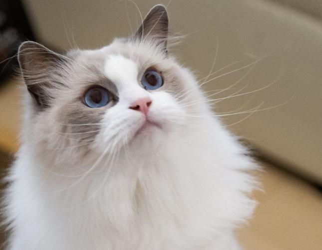 When Pet Anxiety Becomes a Health Concern: Understanding the Signs and Supporting Your Pet's Emotional Well-Being