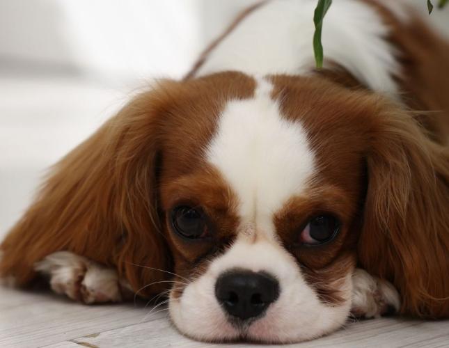 Pet Anxiety Explained: How to Recognize Stress and Fear in Your Dog or Cat