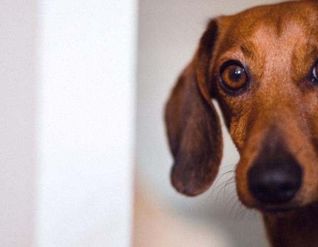 The Anxious Pet Playbook: Helping Dogs and Cats Feel More Comfortable at Home