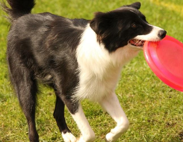 A Hot Day Can Turn Dangerous Fast: What Every Pet Owner Should Know About Heatstroke