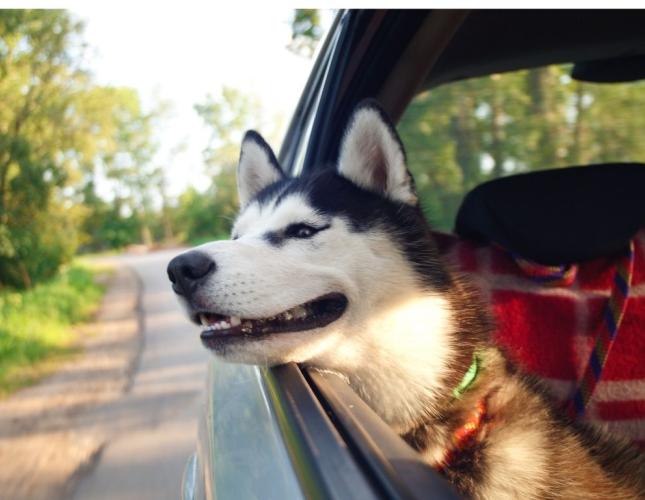 Summer Road Trips with Your Dog or Cat: 10 Ways to Make Travel Safer and More Enjoyable