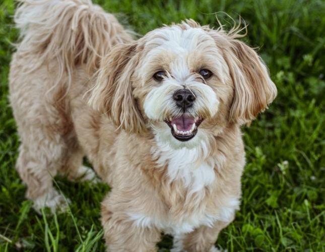 Why One Routine Visit Can Change the Course of Pet Health