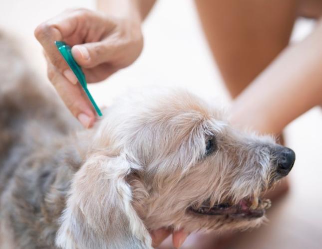 8 Parasite Prevention Mistakes Utah Pet Owners Make: Fleas, Ticks, Mosquitoes, and Heartworms