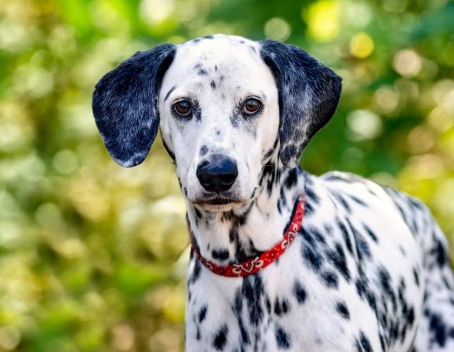 Shorter Days, Longer Walks: Building a Better Fall Routine for Layton Pets