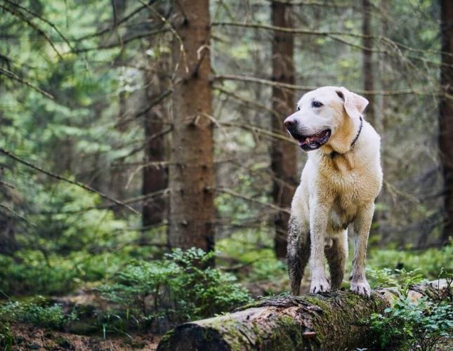 The Couch Is Winning: A Layton Pet Owner’s Guide to Rebuilding Healthy Activity and Weight