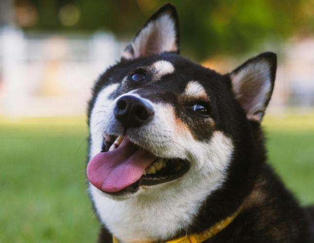 Bloodwork for Dogs and Cats: What’s Worth Checking as Your Pet Gets Older?