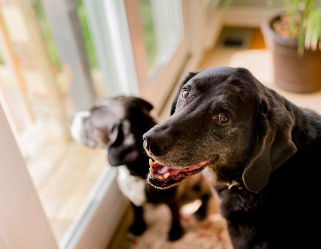 Cold Mornings, Stiff Joints, Quiet Clues: Understanding Pain in Senior Pets